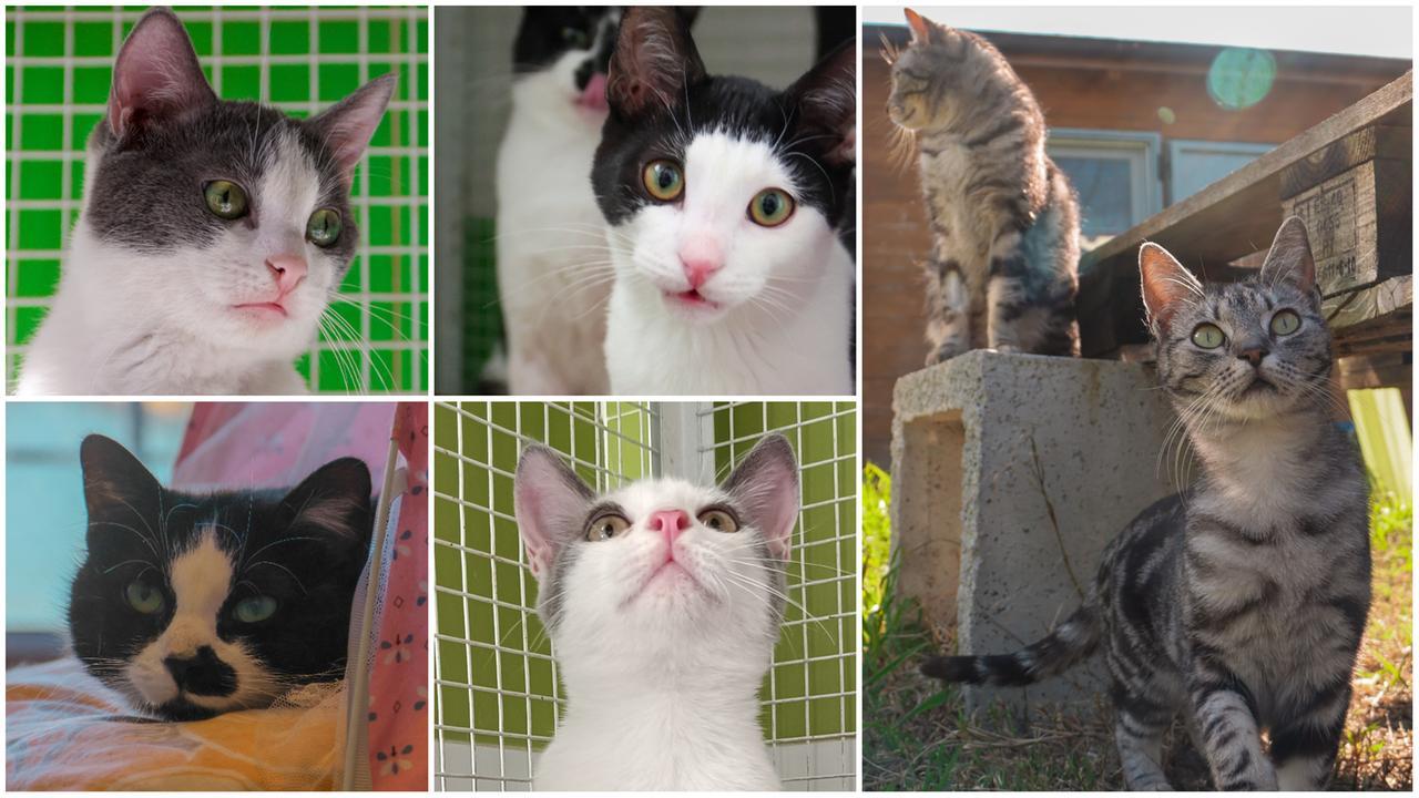 
	Alcuni dei gattini che si possono adottare

