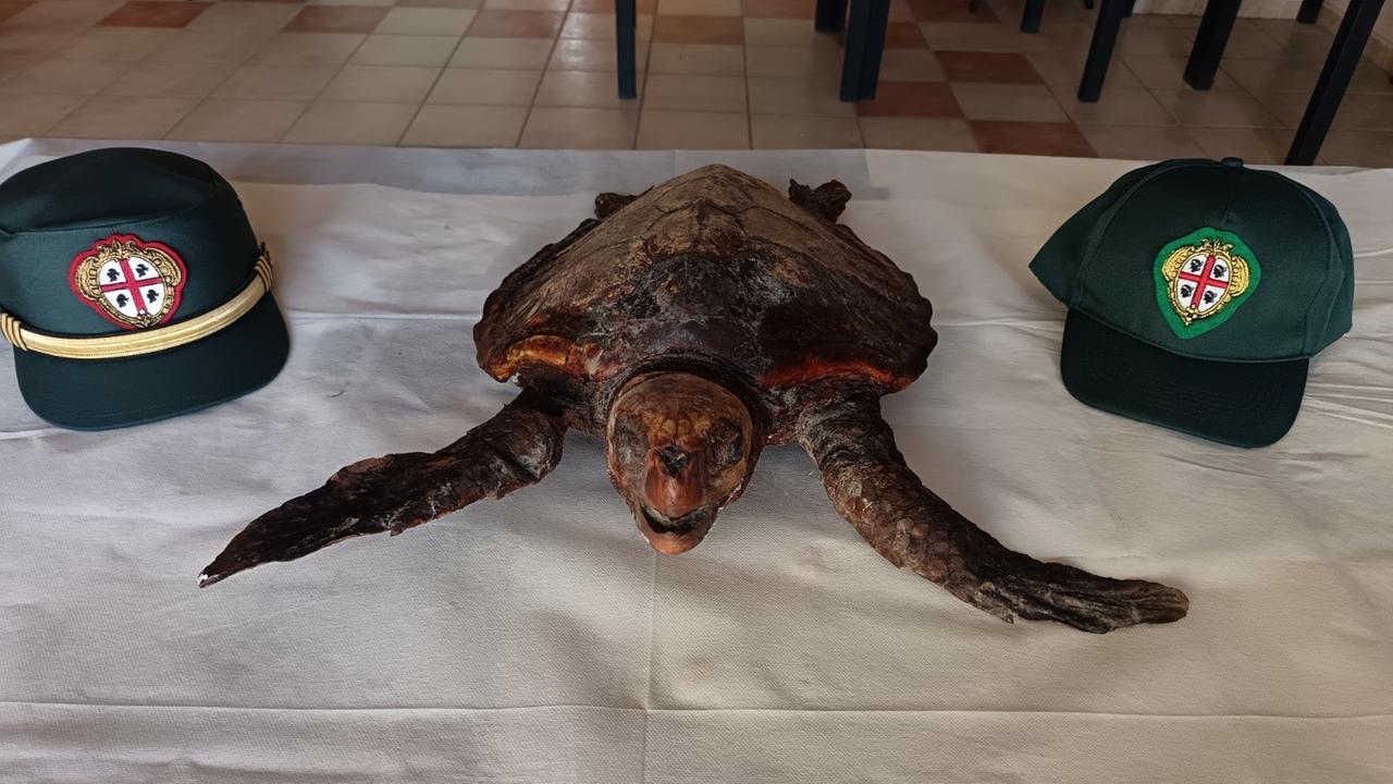 Porto Torres, tartaruga imbalsamata trovata in un sacco della spazzatura – L’inquietante scoperta