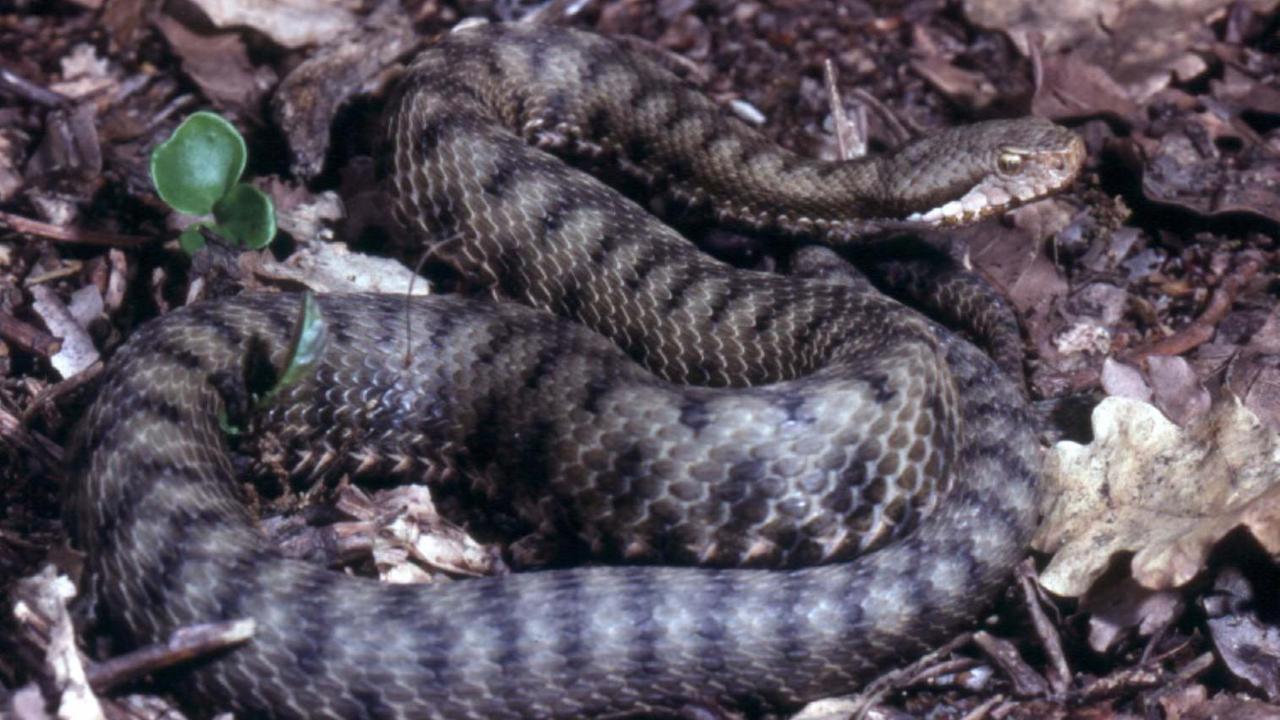 Il pericolo serpenti durante le escursioni nel Modenese: «Ecco cosa fare in caso di morso»