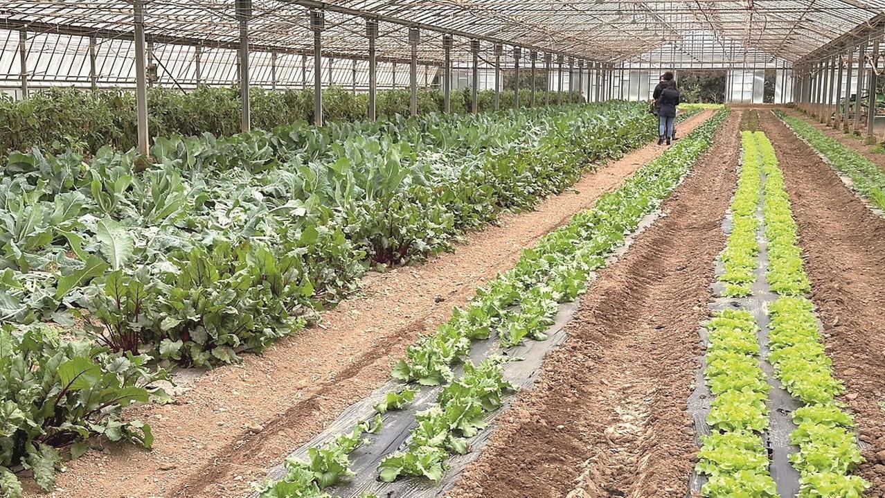 Lavoro e sfruttamento, il caporalato non è una piaga lontana: «Non siamo immuni dalle nuove schiavitù»