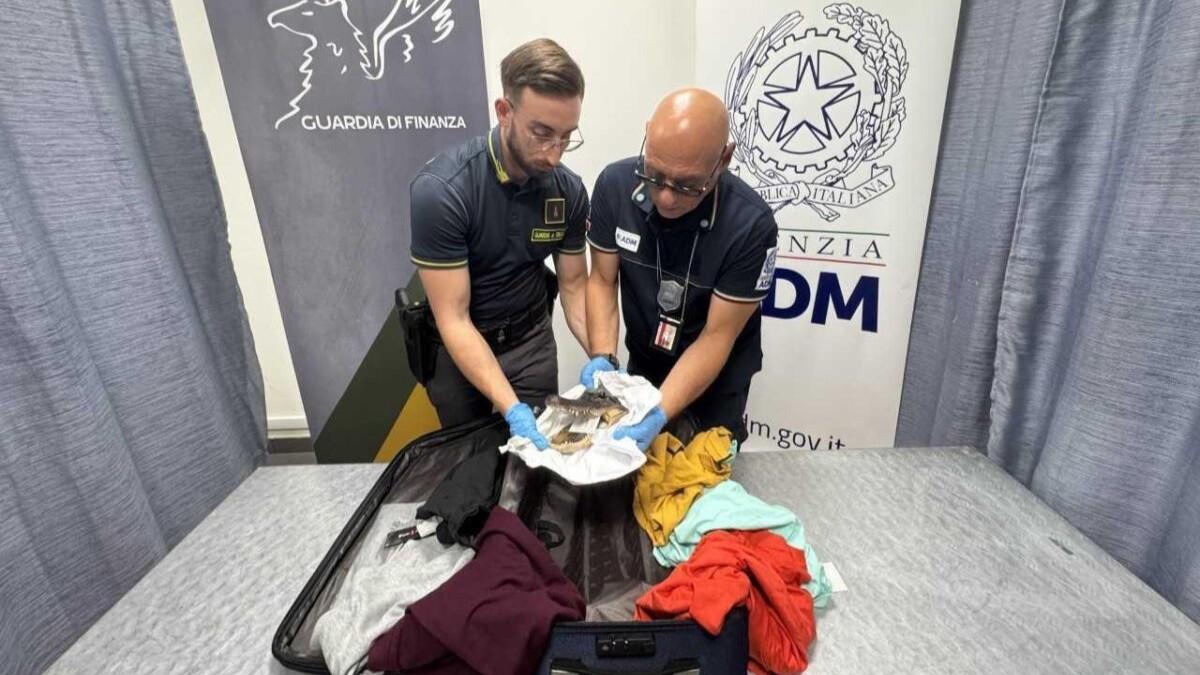 Sorpreso all’aeroporto con una testa di coccodrillo in valigia, denunciato: ora rischia una maxi multa o l’arresto