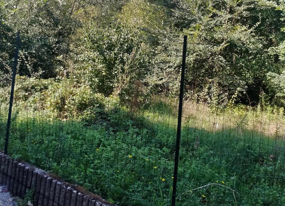 Lucca, residente di Pontetetto ostaggio delle zanzare: «Finestre sempre chiuse»