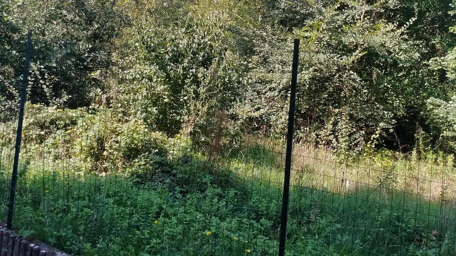 Lucca, residente di Pontetetto ostaggio delle zanzare: «Finestre sempre chiuse»