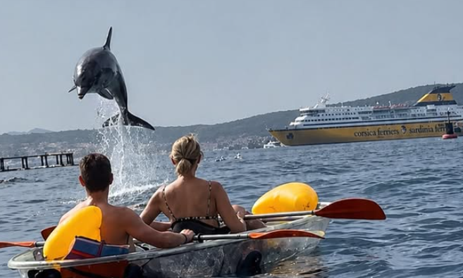 In kayak fra i delfini, l’incredibile esperienza nel mare di Golfo Aranci conquista i turisti – VIDEO