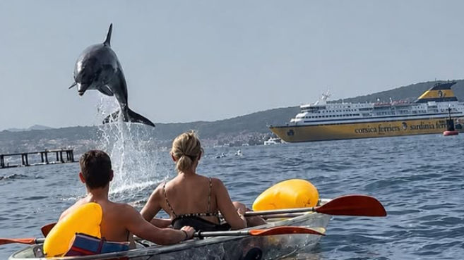 In kayak fra i delfini, l’incredibile esperienza nel mare di Golfo Aranci conquista i turisti – VIDEO