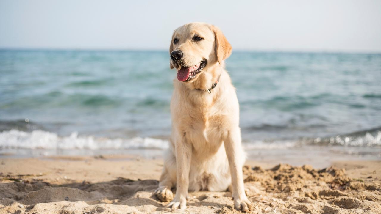 Versilia, una meta turistica “dog-friendly”: per i cani si arriva anche a 60 euro a notte – Tutte le tariffe e i servizi offerti