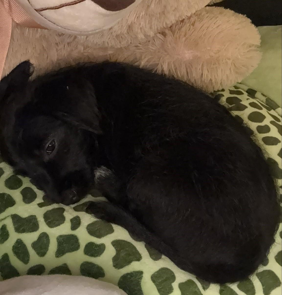 Due cuccioli abbandonati finiscono in un canale: uno muore, la sorellina si salva