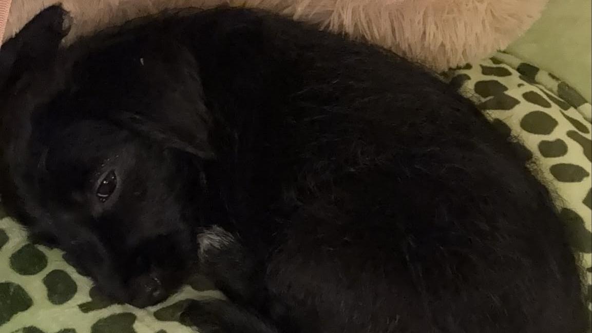 Due cuccioli abbandonati finiscono in un canale: uno muore, la sorellina si salva