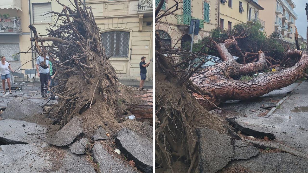 
	L'albero crollato a Viareggio in via Sant'Andrea


