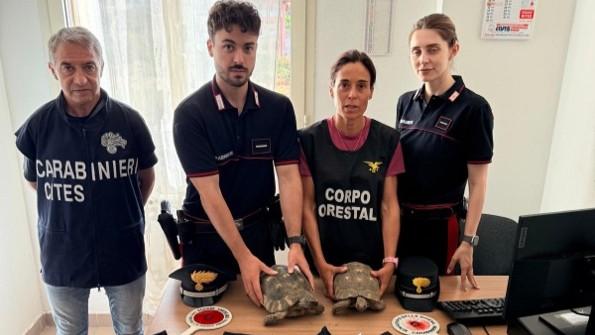 Teneva otto testuggini nel cortile di casa: denunciato