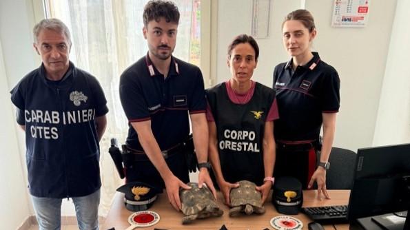 Teneva otto testuggini nel cortile di casa: denunciato