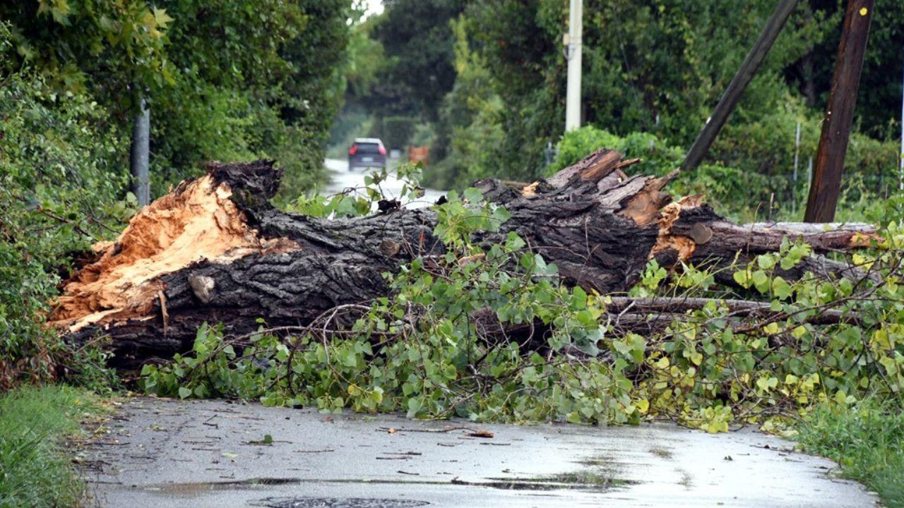 Massa, lungomare allagato e albero caduto a terra in via dei Loghi: disagi per il maltempo