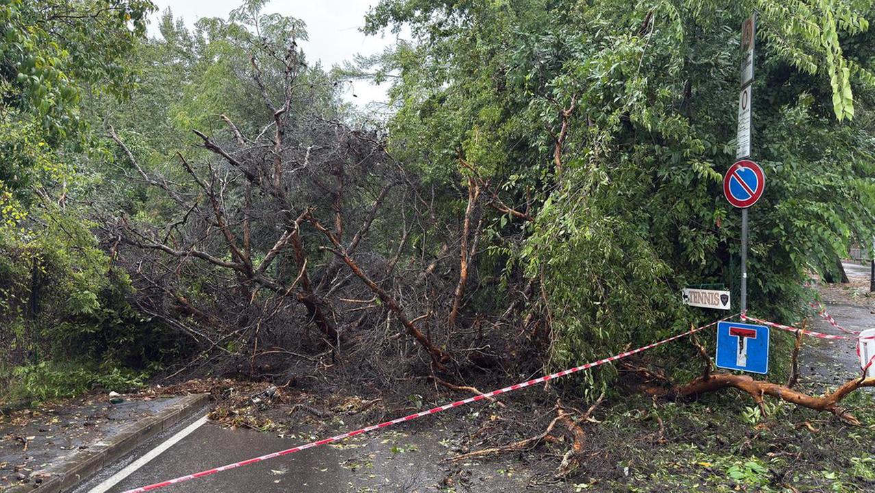 Un albero caduto (foto Nucci)