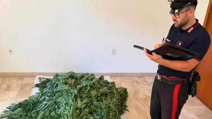 Bultei, sorpreso ad annaffiare la piantagione di cannabis: arrestato un allevatore
