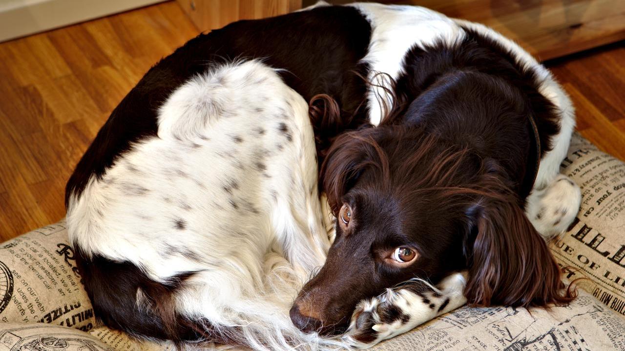 Perché i cani prima di addormentarsi “scavano” divani e tappeti