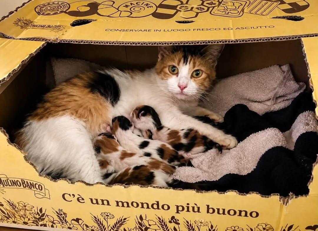 Emergenza cucciolate nella Bassa. «Recuperate 15 gatte coi piccoli: serve una base per le sterilizzazioni anche qui»