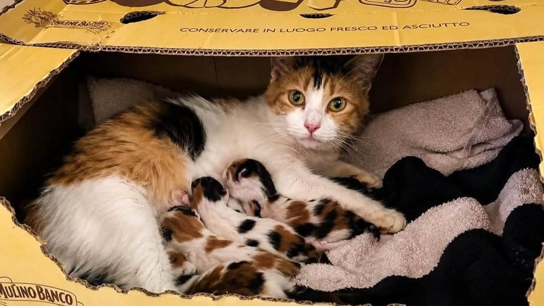 Emergenza cucciolate nella Bassa. «Recuperate 15 gatte coi piccoli: serve una base per le sterilizzazioni anche qui»