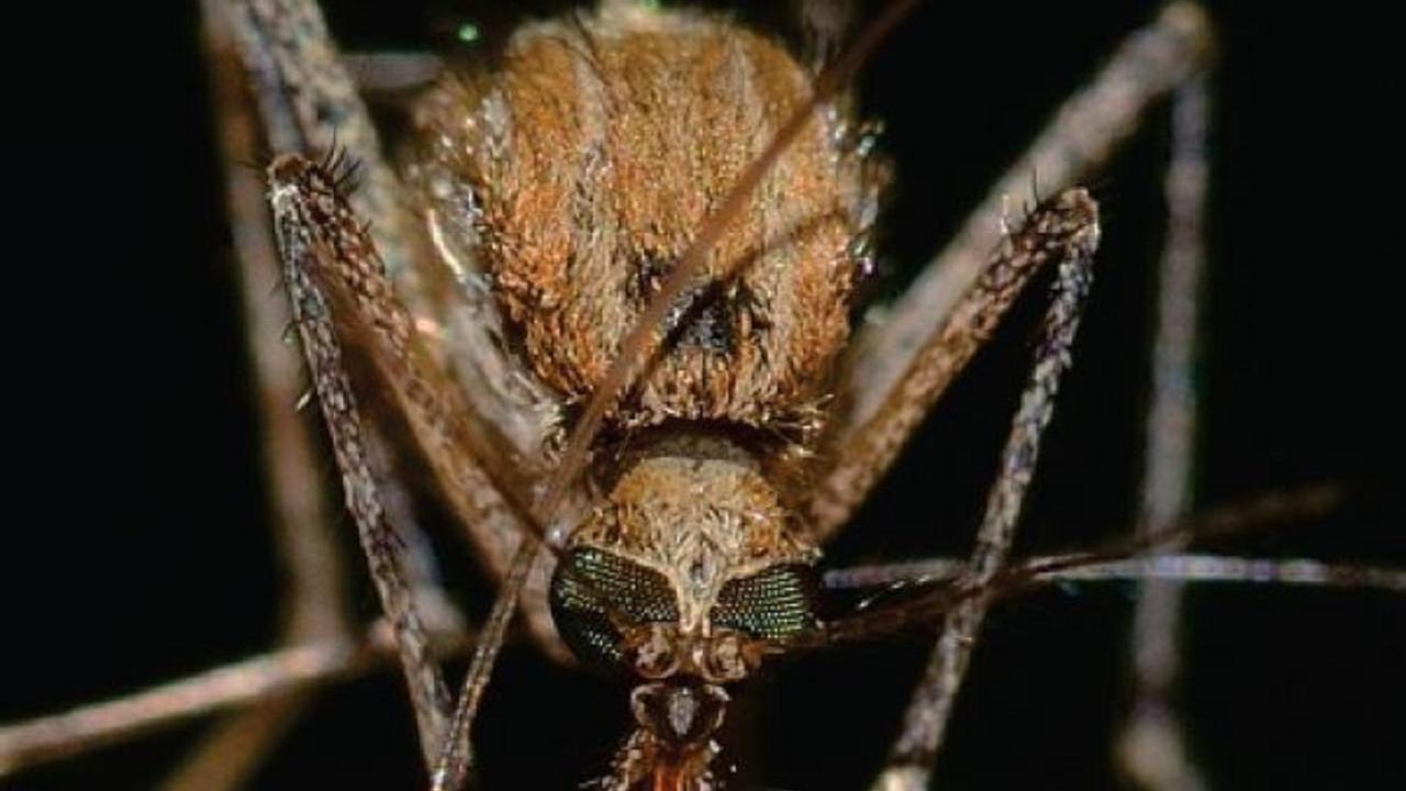 Una zanzara portatrice di La West Nile - Febbre del Nilo