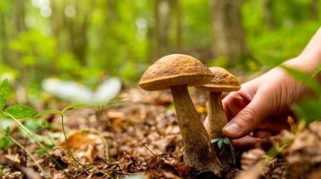 Funghi, al via i controlli gratuiti dell'Ausl: ecco come riconoscere quelli commestibili da quelli tossici