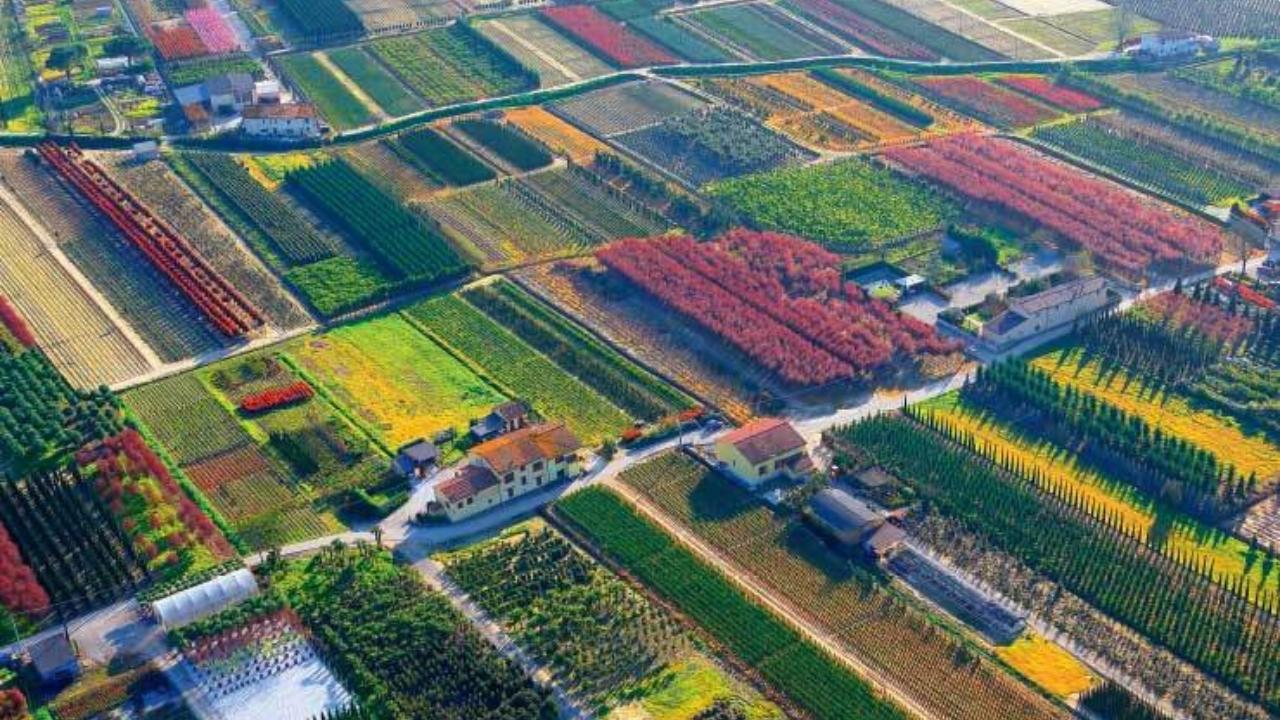 
	Una veduta dall'alto dei vivai pistoiesi

