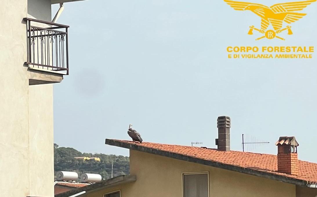 Giovane grifone non riesce più a volare e finisce tra le case: scatta l’operazione di salvataggio