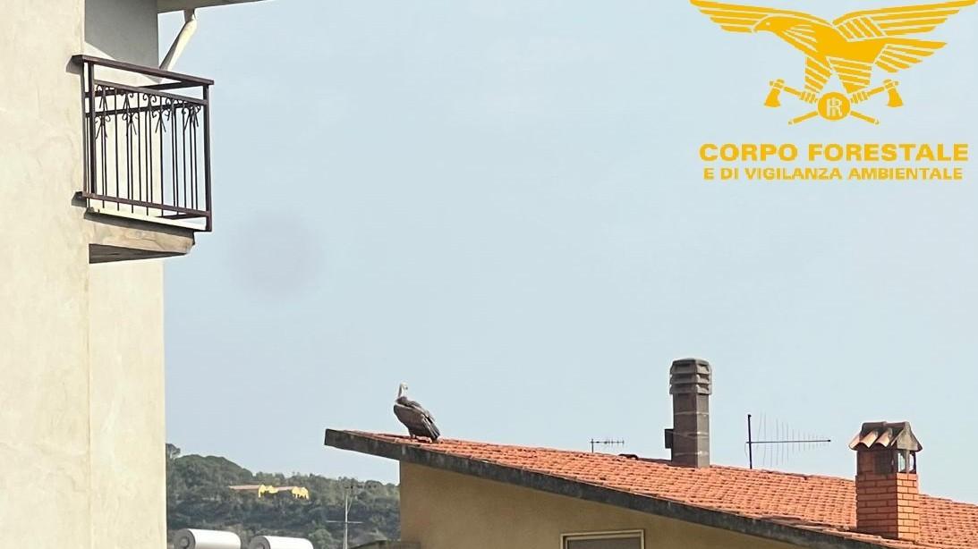 Giovane grifone non riesce più a volare e finisce tra le case: scatta l’operazione di salvataggio