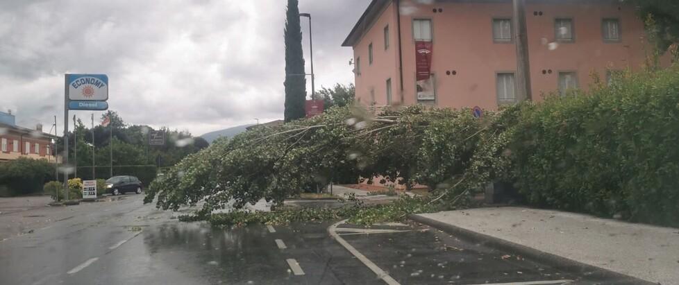 Paura a Capannori, albero cade nell’area della scuola e finisce sulla strada: «Poteva finire molto peggio»