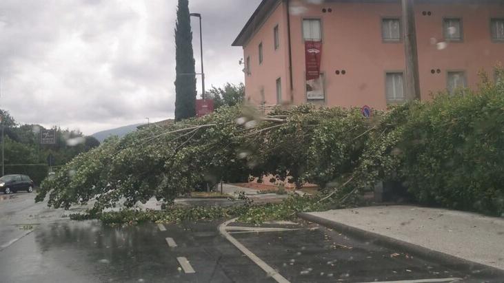 L'albero