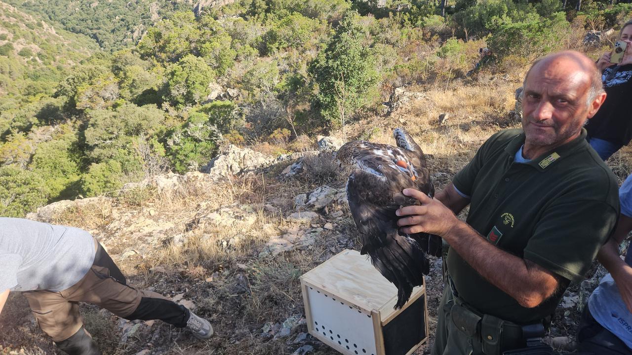 Dalla Spagna a Bitti: a Tepilora arrivano le aquile di Bonelli – Le immagini