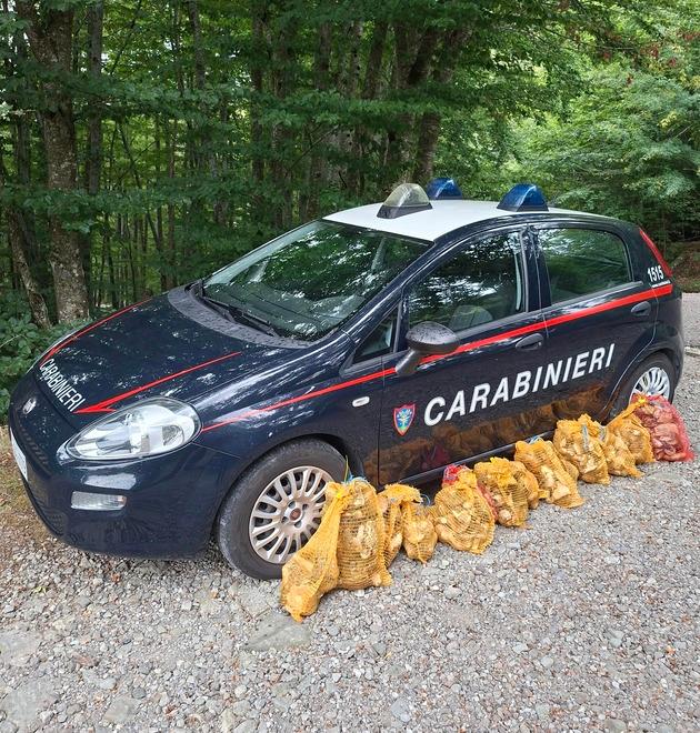 Funghi, scattano i controlli nell’Appennino reggiano: sequestrati 48 chili di porcini e ritirati i tesserini