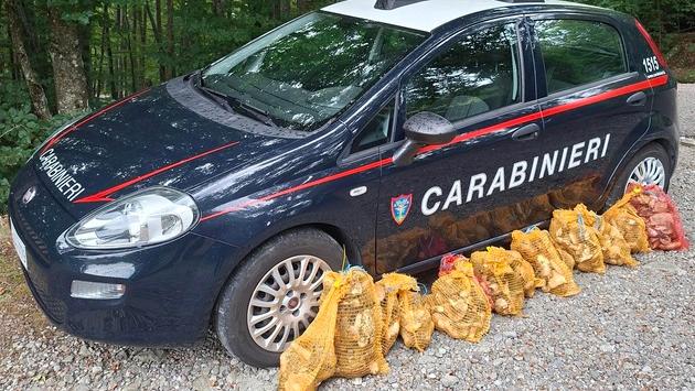 Funghi, scattano i controlli nell’Appennino reggiano: sequestrati 48 chili di porcini e ritirati i tesserini