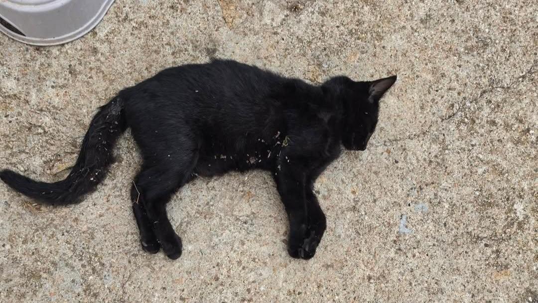 Strage di gattini in un quartiere di Tempio: sono stati avvelenati con bocconi e polvere di zolfo