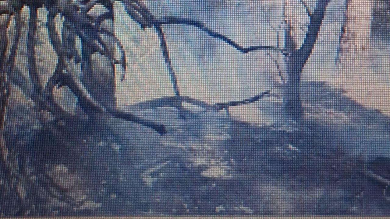 
	L'ultimo incendio nella pineta

