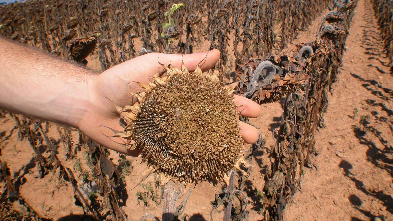 Emergenza siccità, il Comune di Sassari dichiara lo stato di calamità naturale