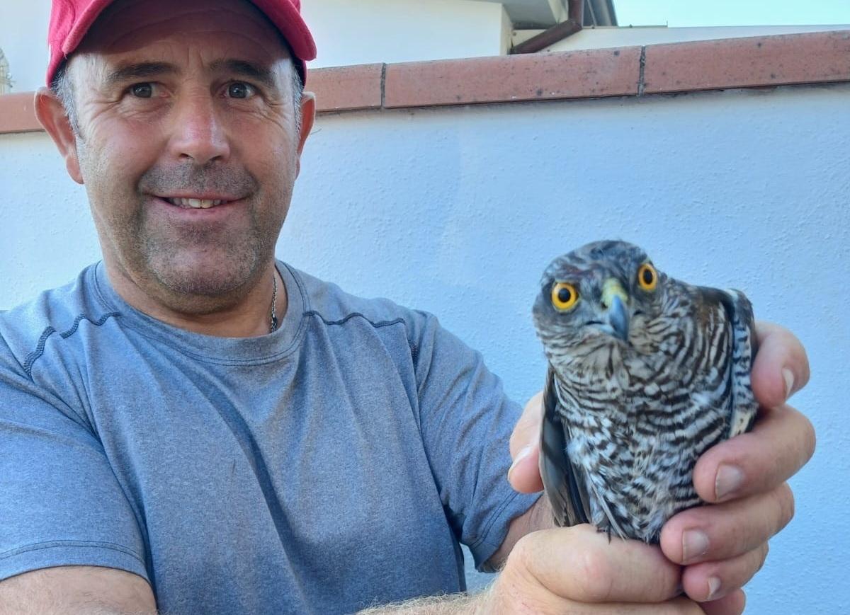 Un falco pellegrino in difficoltà salvato da un allevatore