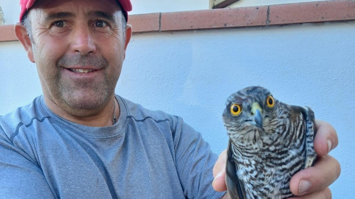 Un falco pellegrino in difficoltà salvato da un allevatore