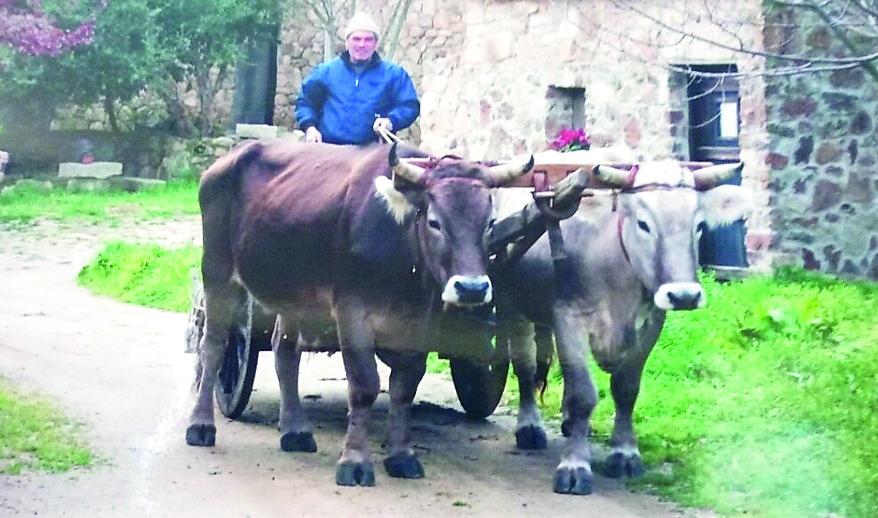 Da Porto Pozzo a Nuoro in carro a buoi: viaggio nella Sardegna lenta