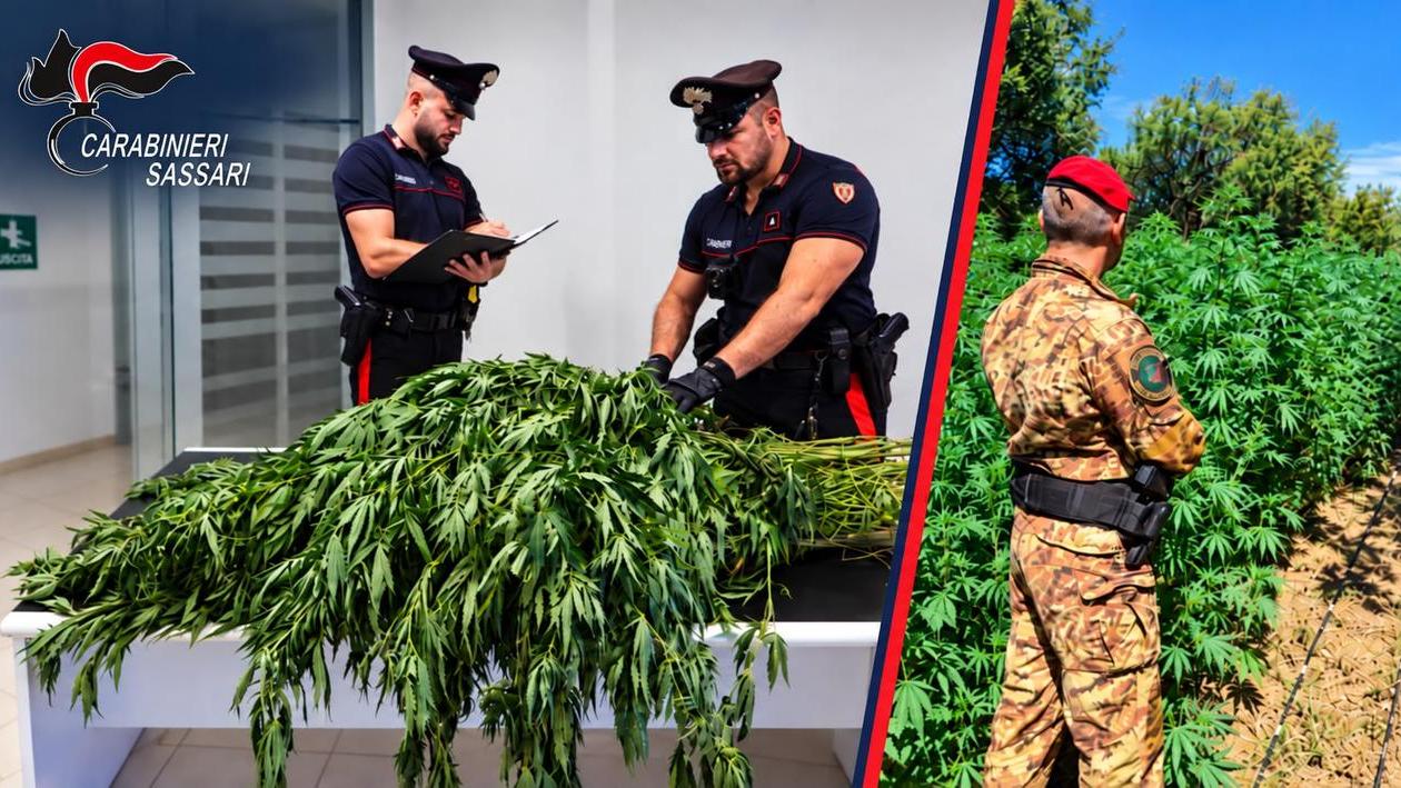 Maxi sequestro di cannabis nel nord Sardegna: scoperte 11.500 piante, un arresto