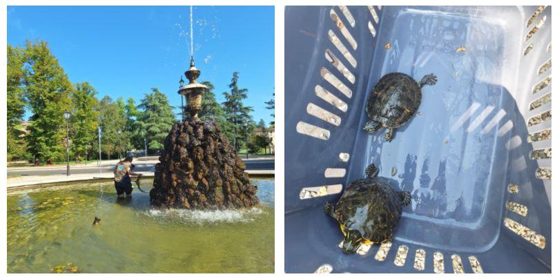 Due tartarughe abbandonate nella fontana di viale Umberto I