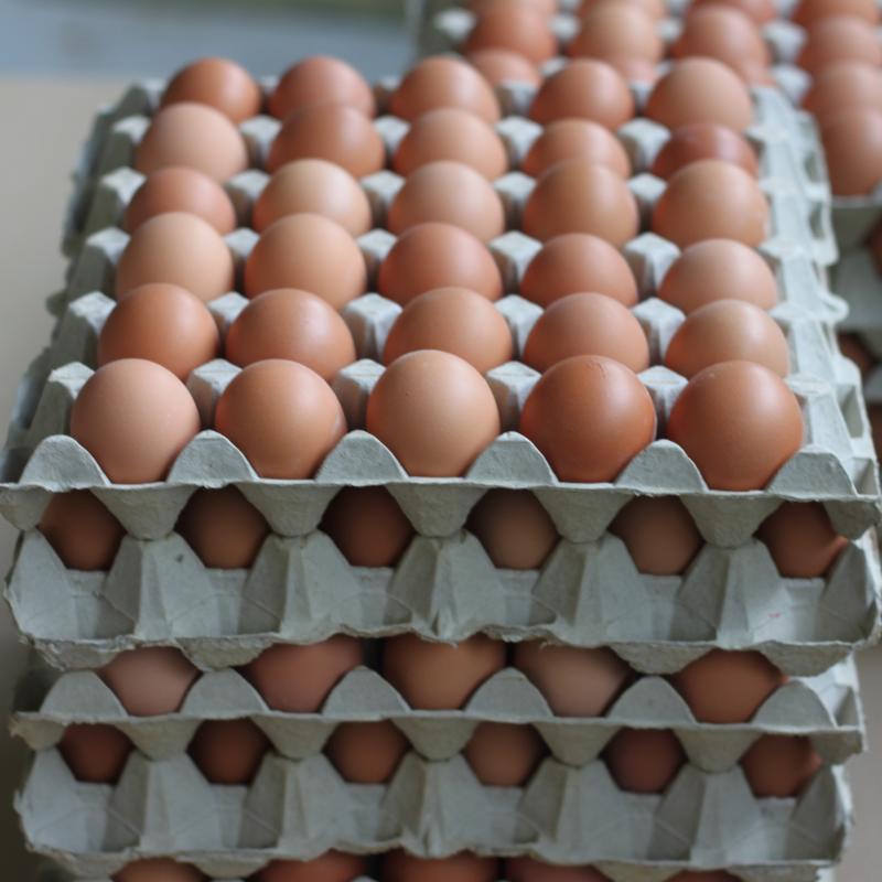 Salmonella su 19mila uova confezionate a Codigoro: maxi ritiro nei supermercati Selex, Coop e Despar