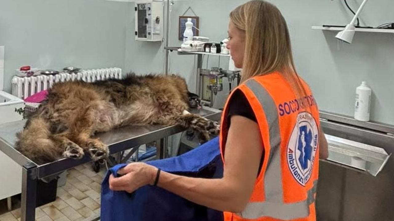 
	Il pastore tedesco soccorso

