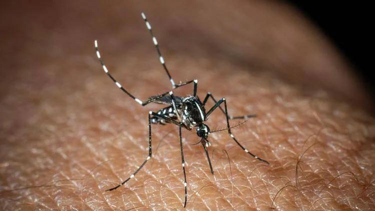 Usutu, in Italia un nuovo virus trasmesso dalle zanzare. L’infettivologo: «Tornerà anche la malaria»