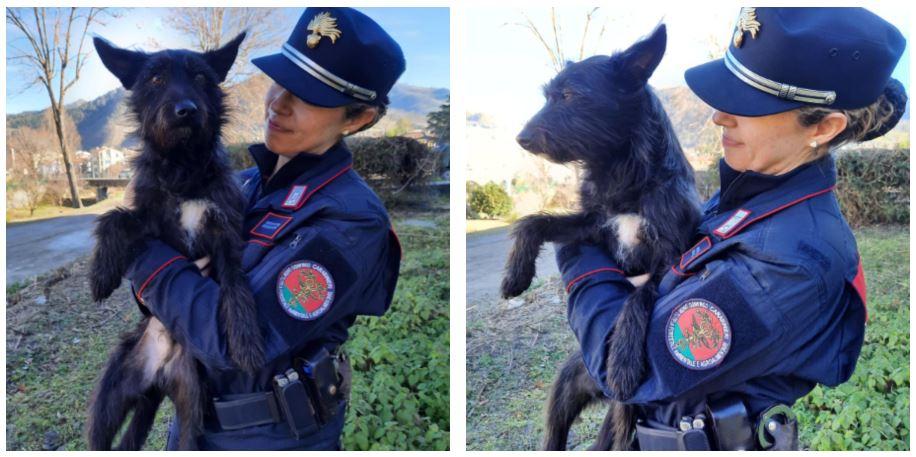 Il cane Titano chiuso in gabbia sotto il sole: salvato. Denunciato il proprietario