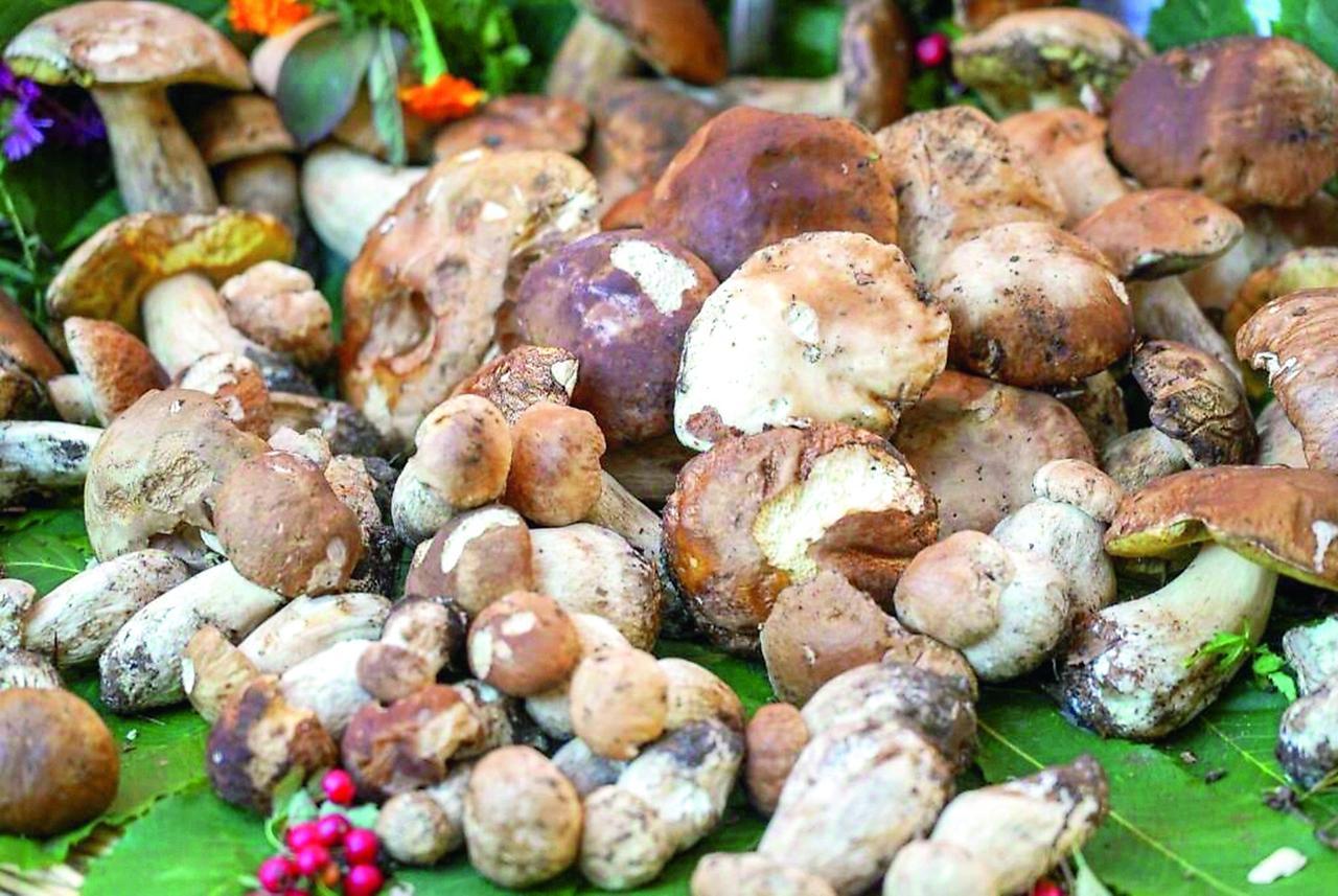 Profumo di bosco sapori di montagna: è tempo della Festa del fungo porcino