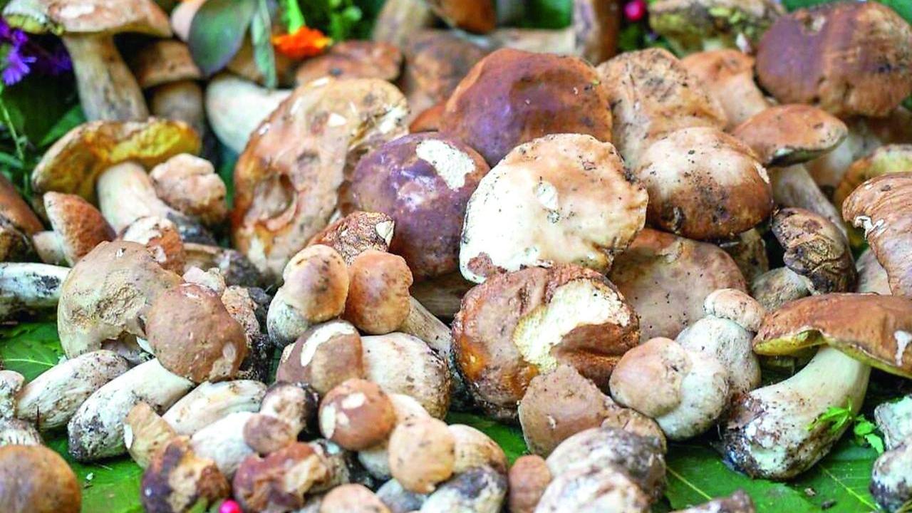 Profumo di bosco sapori di montagna: è tempo della Festa del fungo porcino