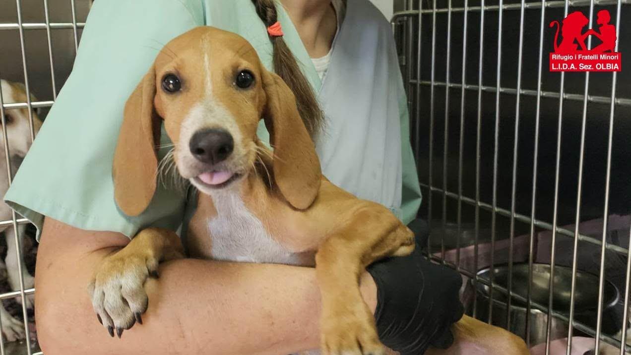 Gettano il cucciolo in mezzo al branco per farlo sbranare, i cani lo adottano: la storia di Pedro commuove il web