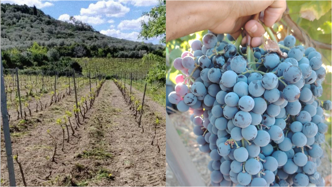 Vendemmia, nelle vigne di Ossi spunta un grappolo d’uva da record: ecco quanto pesa