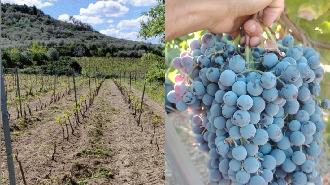 Vendemmia, nelle vigne di Ossi spunta un grappolo d’uva da record: ecco quanto pesa