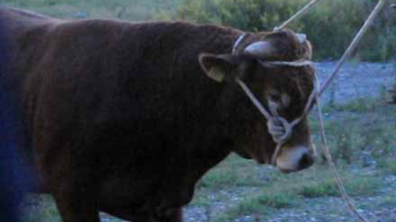 Tre tori scappano dalla stalla nella Bassa, spari per fermarli: «Costretti ad abbatterli»