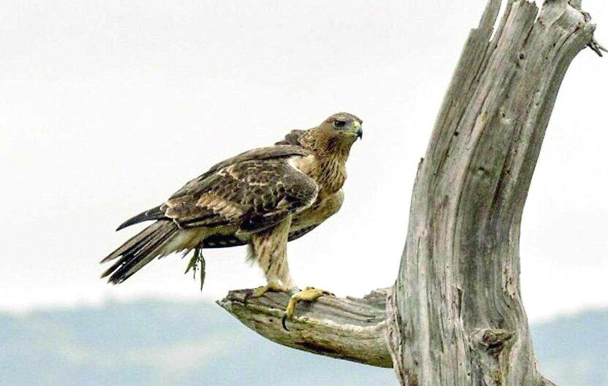 L’aquila di Bonelli regina dei cieli della Sardegna – Dove ammirarla